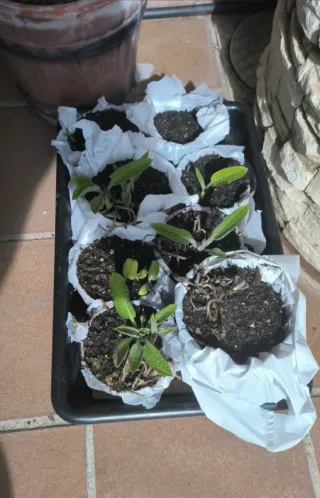 Consuelda Rusa - Pack Semillas