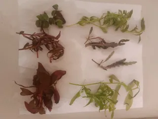 Potature piante acquario