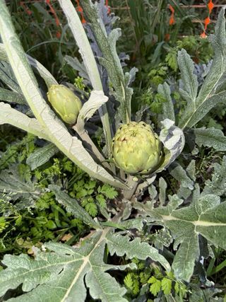 Huertos en alquiler Sant Joan Despi