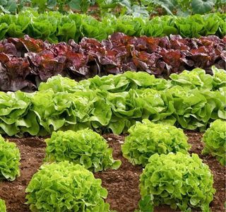 Huertos en alquiler Sant Joan Despi