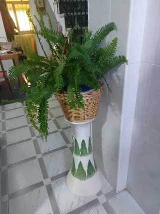 Planta de helecho en maceta de mimbre
