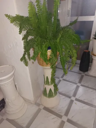 Planta de helecho en maceta de mimbre