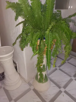 Planta de helecho en maceta de mimbre