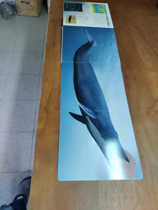 Animals gegants salvatges