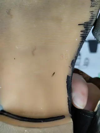 Zapatillas Nazareno Roberto Garrudo Talla 36