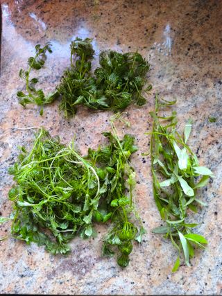 Plantas de acuario de agua dulce