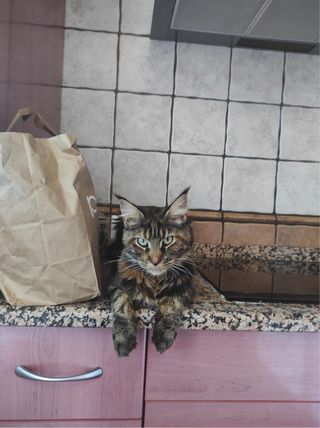 Cuidadora de gatos a domicilio [cat sitter]
