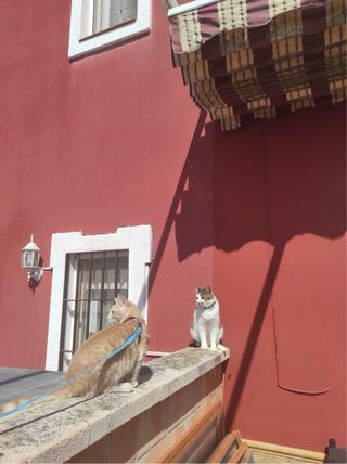 Cuidadora de gatos a domicilio [cat sitter]