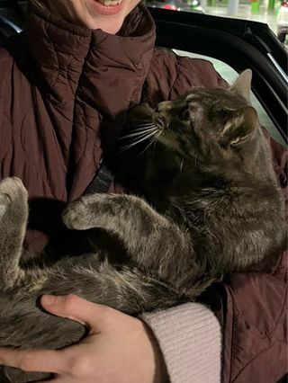 Cuidadora de gatos a domicilio [cat sitter]