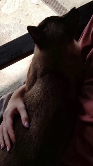 Cuidadora de gatos a domicilio [cat sitter]