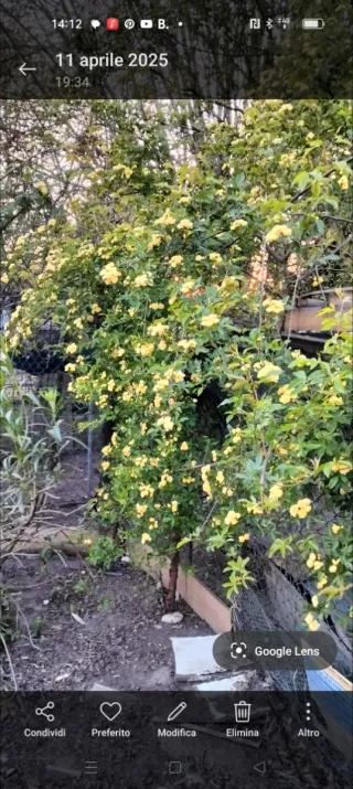 Talee rosa rampicante gialla e bianca a cespuglio