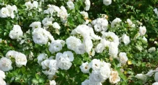 Talee rosa rampicante gialla e bianca a cespuglio