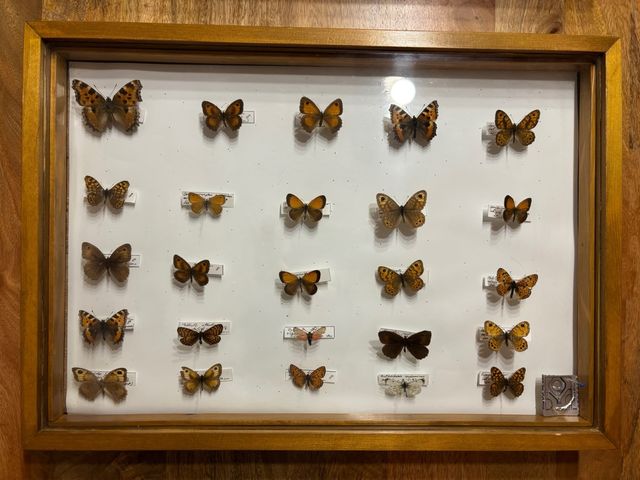 Colección de mariposas en caja entomológica