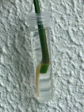 Estaca Syngonium podophyllum 'Albo-Variegata'