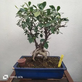 Ficus Microcarpa Bonsái