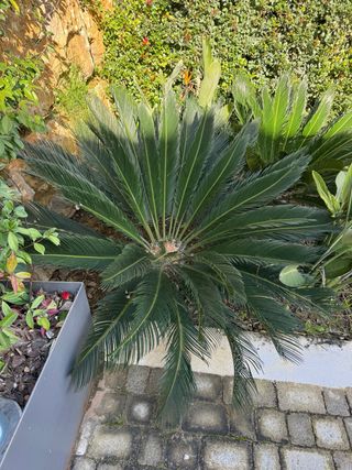 Planta Palmera Cycas
