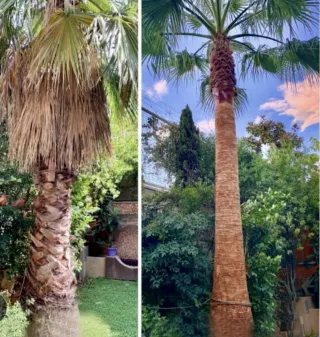 Servicio de poda de palmeras