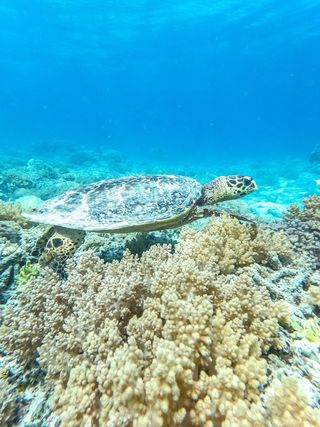 GoPro Hero 10 Black Cámara