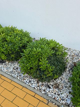 Planta Pittosporum Nana 12 piezas