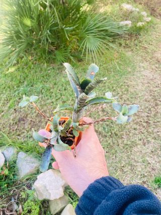 Neoregelia lilliputiana