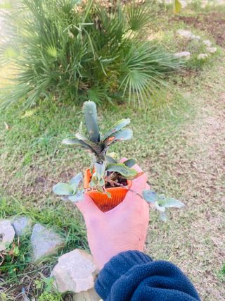 Neoregelia lilliputiana