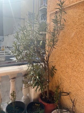 Adelfa Grande en Maceta