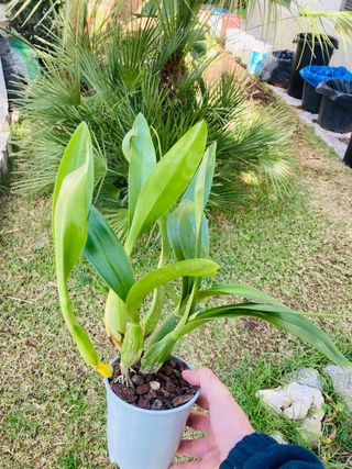 Encyclia XL floreciendo