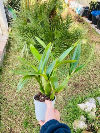 Encyclia XL floreciendo