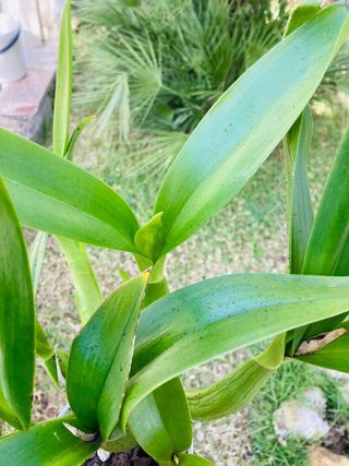 Encyclia XL floreciendo