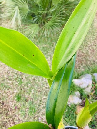 Encyclia XL floreciendo