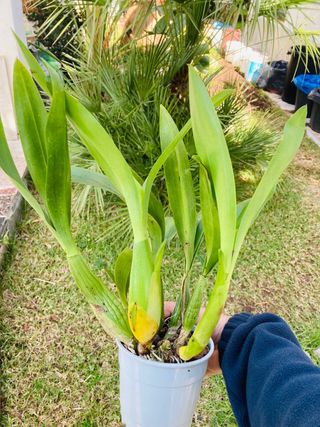 Encyclia XL floreciendo