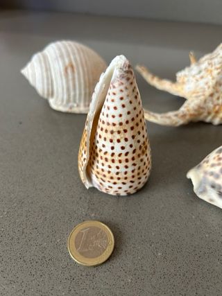 Conchas marinas y caracolas