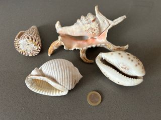 Conchas marinas y caracolas