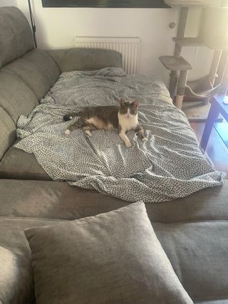 URGE POR MUDANZA: Sofá-cama Chaise Longue Gris