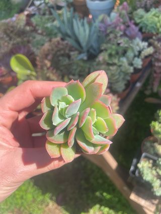 Echeveria Luella