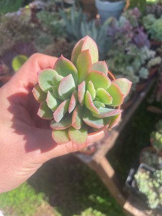 Echeveria Luella