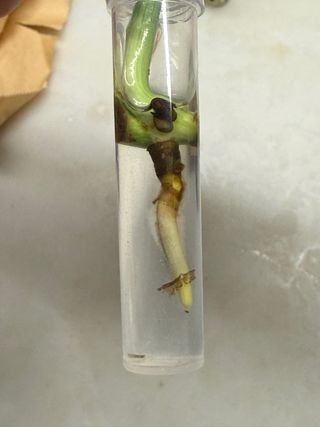 Estaca Monstera Adansonii Indonesian Marble