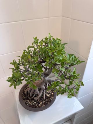 Bonsai Ficus Tiger Bark Neagari