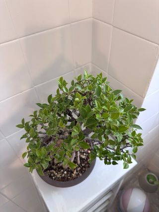 Bonsai Ficus Tiger Bark Neagari