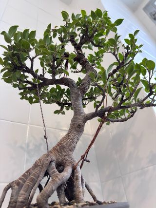 Bonsai Ficus Tiger Bark Neagari