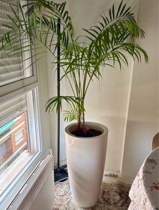 Maceta alta blanca autorriego