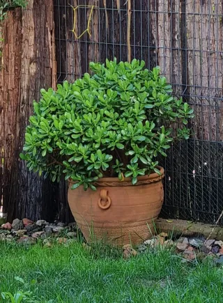 Árbol de Jade Grande - Crassula Ovata