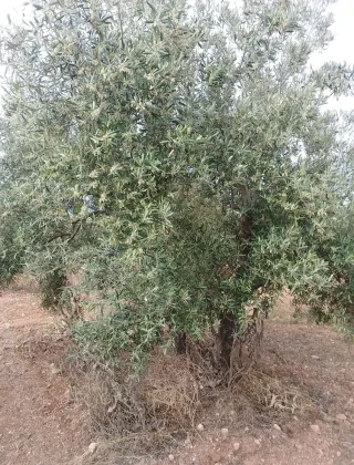 Finca rústica con olivos