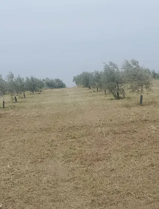 Finca rústica con olivos