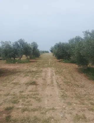 Finca rústica con olivos