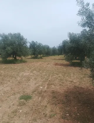 Finca rústica con olivos