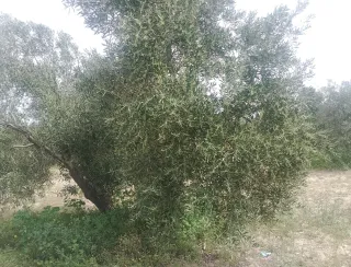 Finca rústica con olivos