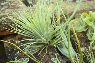 x5 Tillandsias - Pack C