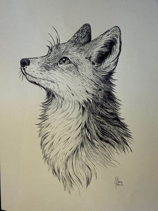 Ilustración zorro a tinta