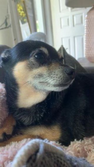 Cuidador de animales de todo tipo en barcelona